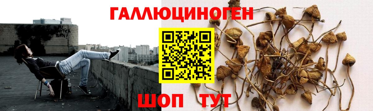 Галлюциногенные грибы GOLDEN TEACHER Сокол